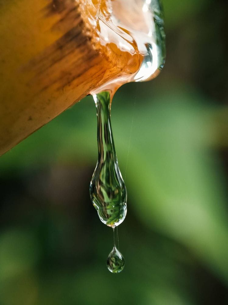Manfaat Getah Pohon Pisang untuk Luka dan Kulit, Begini Cara Aman Memakainya