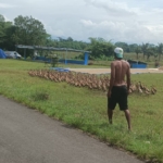 menggembala bebek di alam terbuka membuat tingkat stres hewan menurun dan aktivitas geraknya meningkat