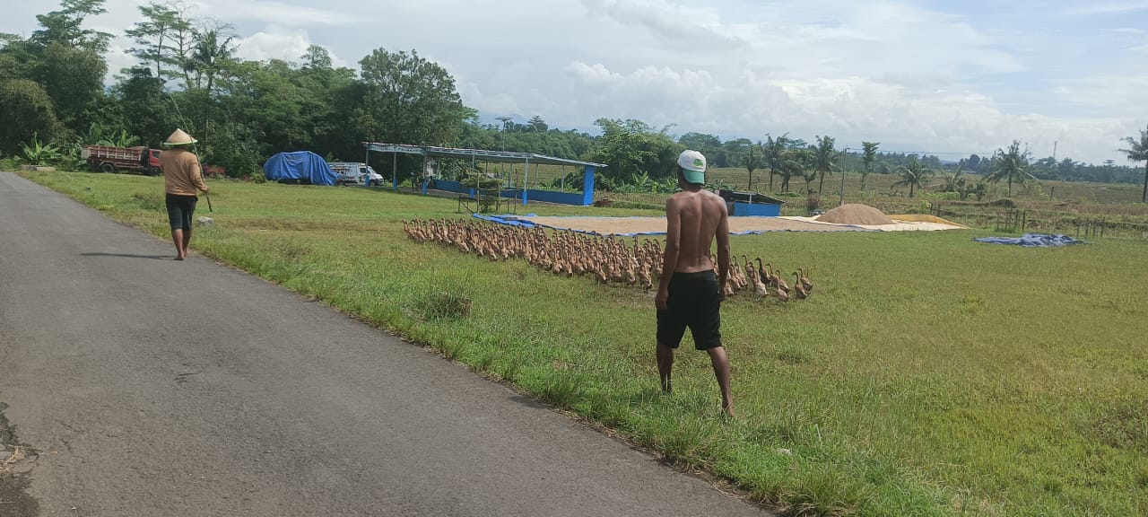 menggembala bebek di alam terbuka membuat tingkat stres hewan menurun dan aktivitas geraknya meningkat