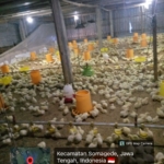 Dugaan Penyalahgunaan Gas LPG Subsidi 3 Kilogram untuk Usaha Peternakan Ayam Pedaging Skala Besar di Somagede Jadi Sorotan