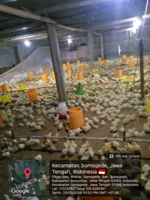 Dugaan Penyalahgunaan Gas LPG Subsidi 3 Kilogram untuk Usaha Peternakan Ayam Pedaging Skala Besar di Somagede Jadi Sorotan