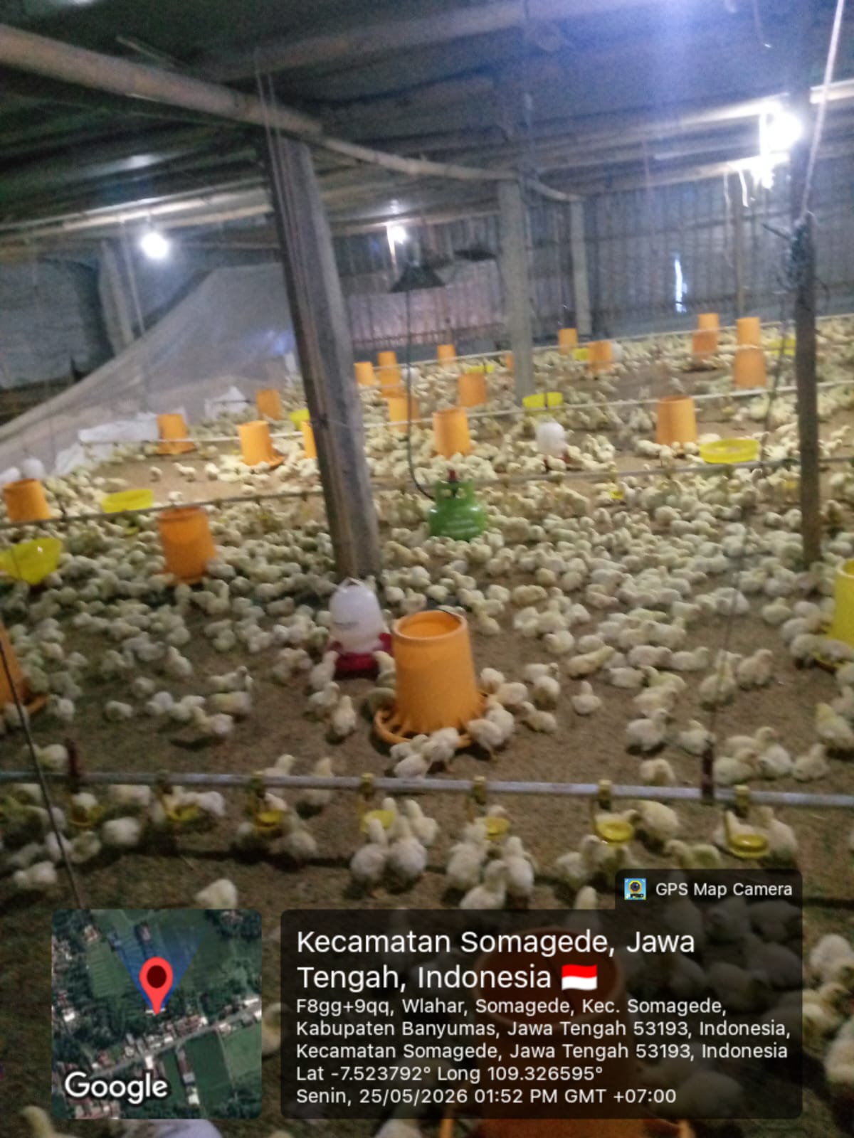 Dugaan Penyalahgunaan Gas LPG Subsidi 3 Kilogram untuk Usaha Peternakan Ayam Pedaging Skala Besar di Somagede Jadi Sorotan